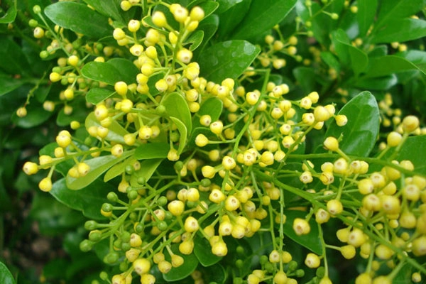 Hoa ngâu, vị thuốc quý