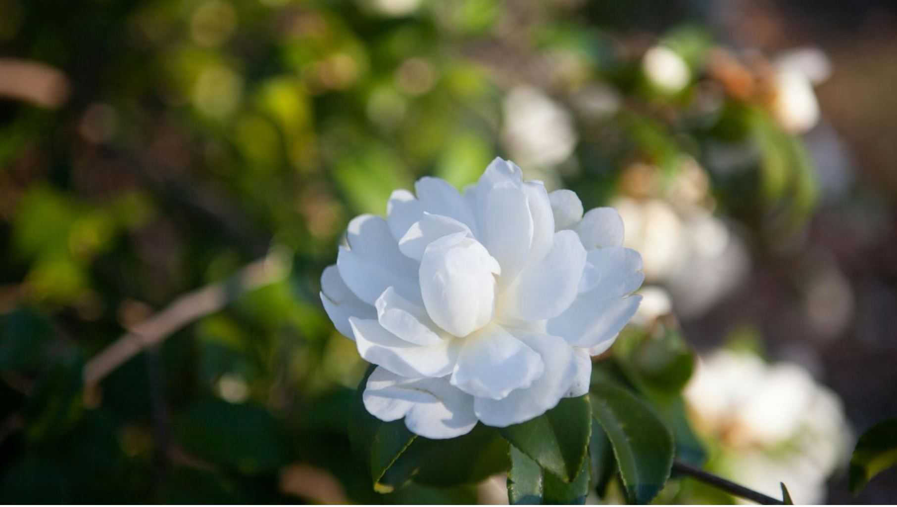 6 loại hoa mùa xuân không chỉ được ăn mà còn rất tốt cho sức khỏe