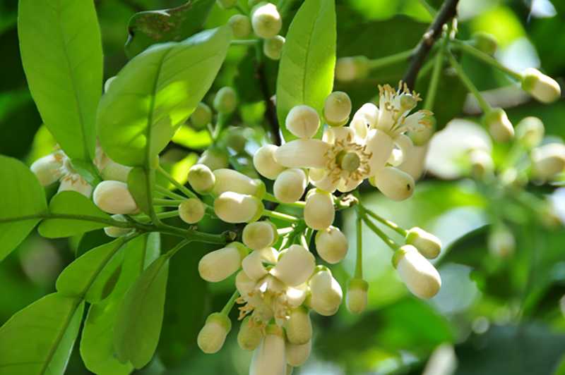 Hoa bưởi tháng Ba: Không chỉ thơm nhà mà còn làm đẹp và tốt cho sức khỏe