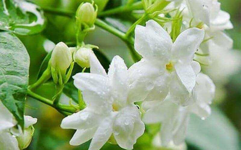 Hoa nhài: Những tác dụng của hoa nhài đối với sức khoẻ
