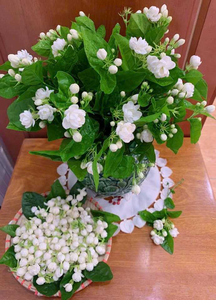 Hoa nhài: Những tác dụng của hoa nhài đối với sức khoẻ