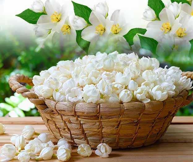 Hoa nhài: Những tác dụng của hoa nhài đối với sức khoẻ