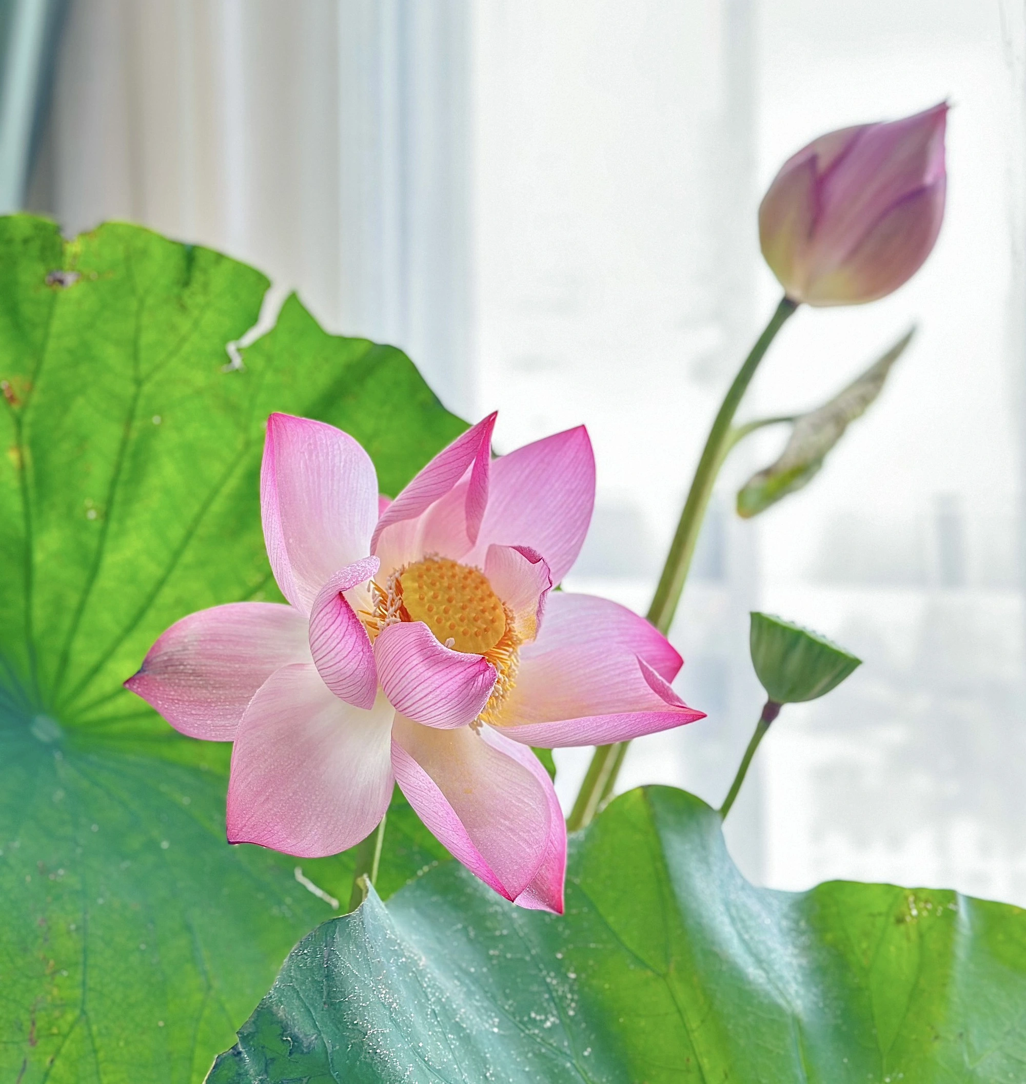 Mẹo cắm hoa sen chuẩn đẹp: Nở đều, cánh bền, không nhanh tàn