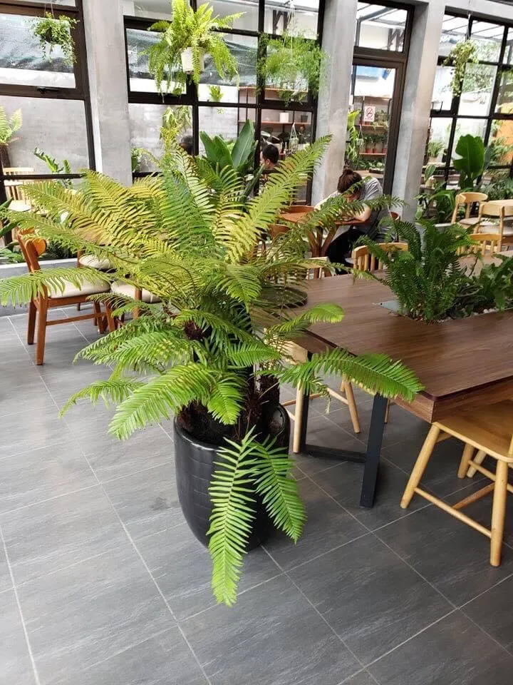 Những loại cây thích hợp trồng trong mùa hè.