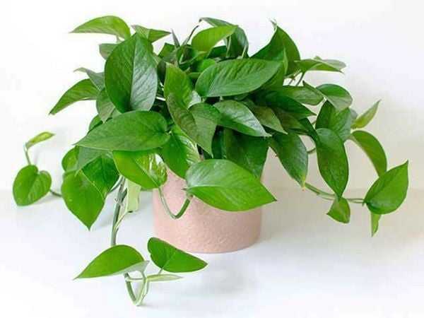 Những loại cây thích hợp trồng trong mùa hè.